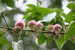 Melicope elleryana